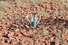 Pseudogaltonia clavata