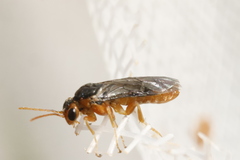 Hoplocampa