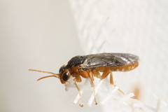 Hoplocampa