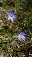 Triteleia bridgesii