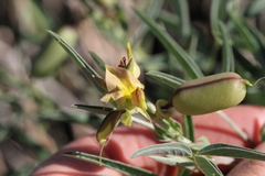 Crotalaria damarensis