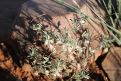 Leobordea furcata