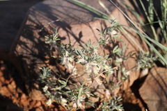 Leobordea furcata