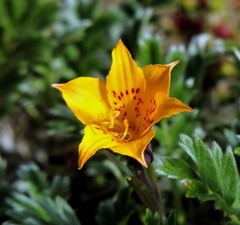 Alstroemeria patagonica
