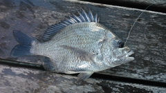 Acanthopagrus pacificus