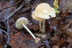 Marasmius strictipes