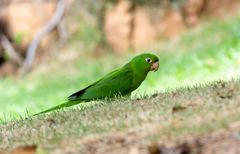 Psittacara leucophthalmus