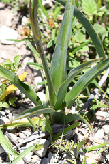 Chlorophytum capense