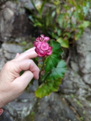 Begonia bracteosa