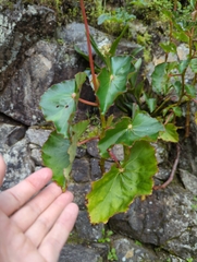 Begonia bracteosa