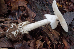Amanita elliptosperma
