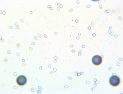 Amanita elliptosperma