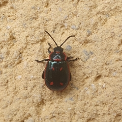 Oedionychis cincta