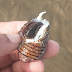 Opeatostoma pseudodon