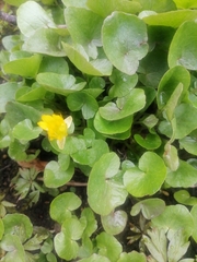 Ficaria verna