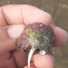 Opeatostoma pseudodon