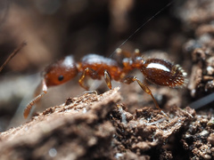 Temnothorax schaumii