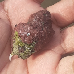 Opeatostoma pseudodon