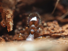 Temnothorax schaumii