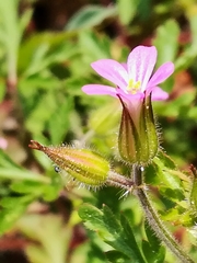 Geranium purpureum