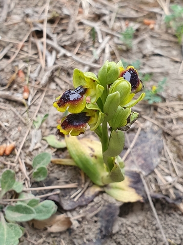 Image of Ophrys murbeckii by (c) Mehdi Chetibi, some rights reserved (CC BY)