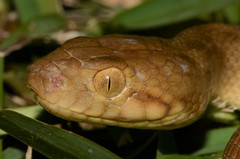 Madagascarophis colubrinus