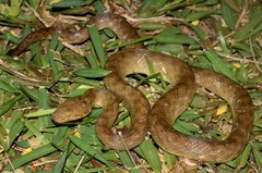 Madagascarophis colubrinus