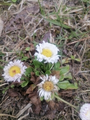 Bellis perennis