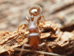 Temnothorax schaumii