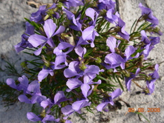 Viola decumbens decumbens