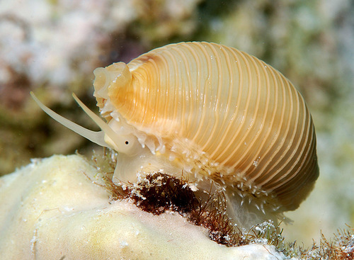 Cypraea childreni observed 2008-07-26