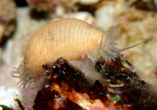 Cypraea childreni observed 2016-03-12