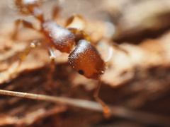 Temnothorax schaumii