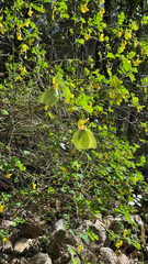 Gonepteryx cleopatra