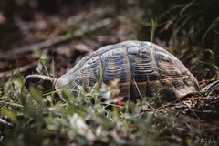 Testudo hermanni
