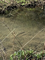 Salmo trutta