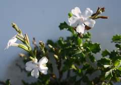 Chascanum cuneifolium