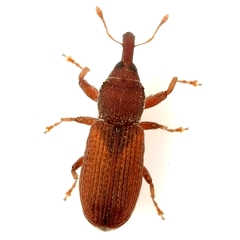 Magdalis armicollis
