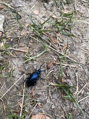 Meloe violaceus