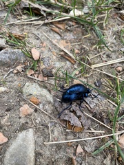 Meloe violaceus