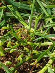 Funaria hygrometrica