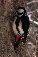 Dendrocopos major