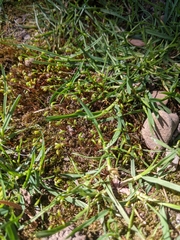 Funaria hygrometrica