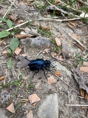 Meloe violaceus