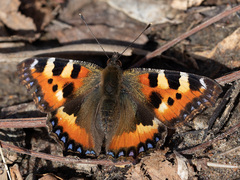 Aglais urticae