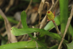 Aechmea calyculata