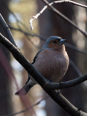 Fringilla coelebs