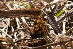 Polygonia c-album