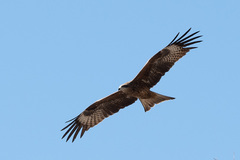 Milvus migrans