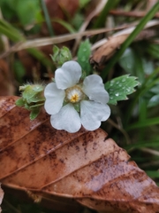 Potentilla carniolica